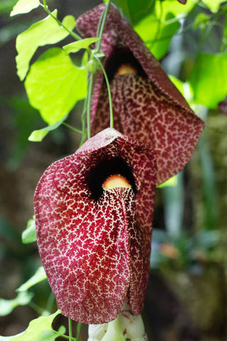 calico flower