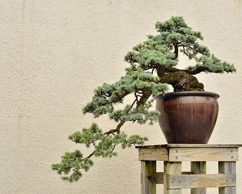 semi cascade bonsai style