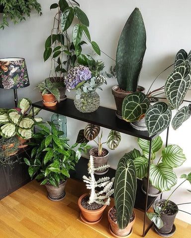 rare indoor plants