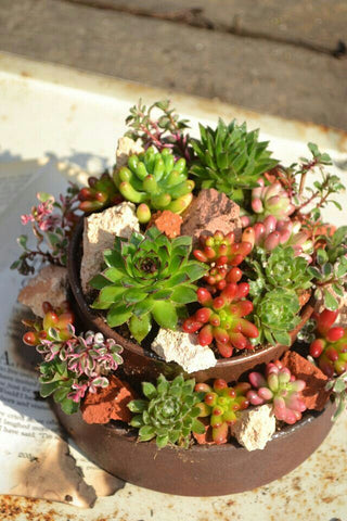 succulents in sun