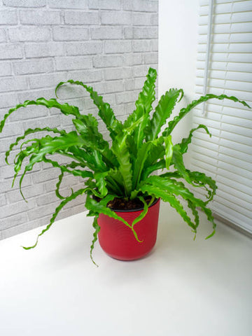 asplenium crispy wave