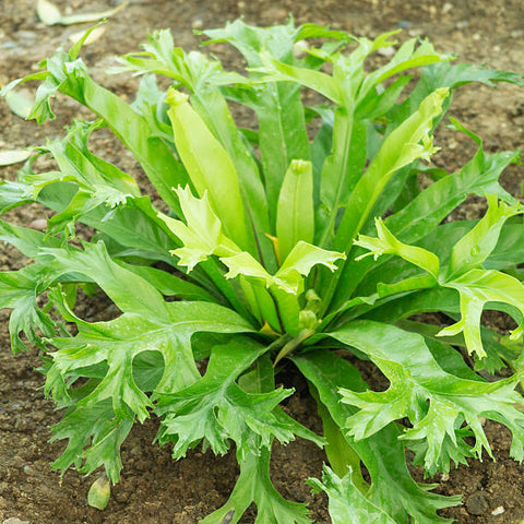 asplenium crissie