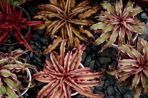 cryptanthus plant 