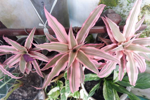 cryptanthus