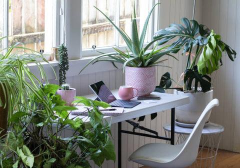 office desk plant