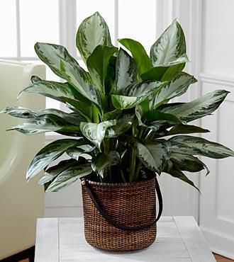 chinese evergreen