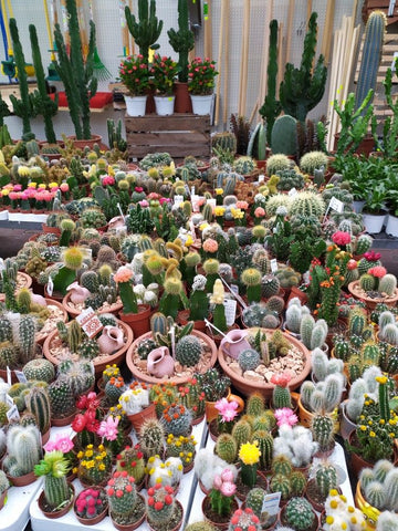 flowering colourful succulents and cacti