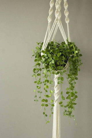 string of nickles plant