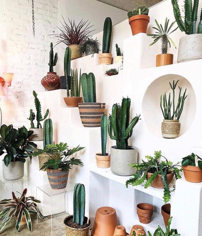 cacti indoor aesthetic space