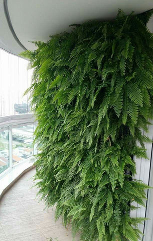 ferns vertical wall