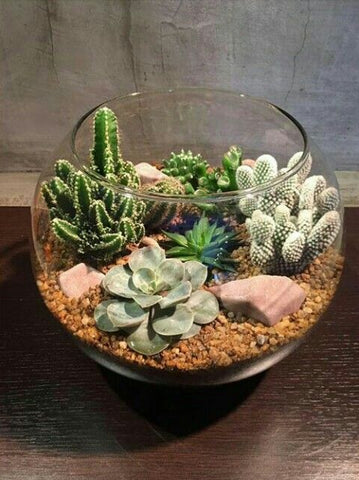 succulents in glass pot