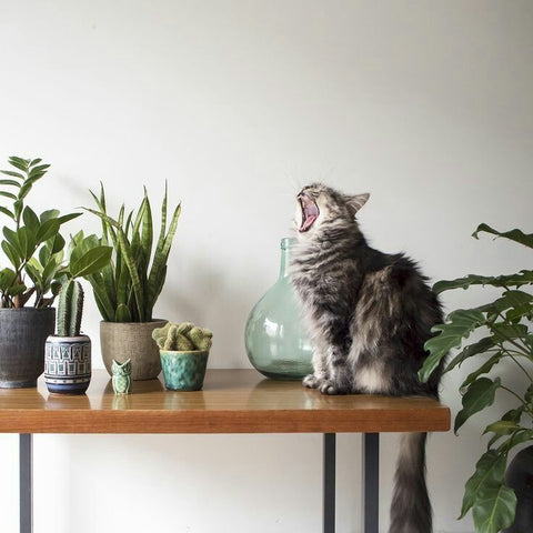 cat and succulents
