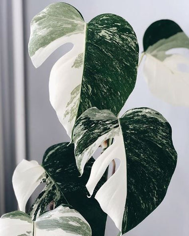 monstera albo variegated