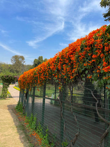 flowering climber