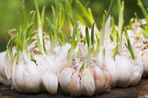 garlic