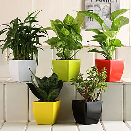 Indoor Plants as Gifts.