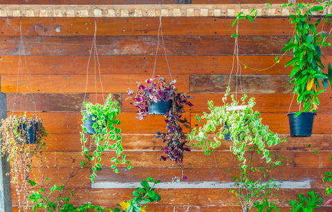 hanging plant