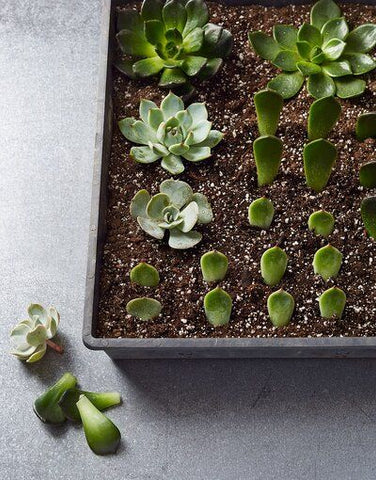 propagating echeveria