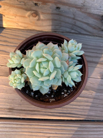  Echeveria Elegans