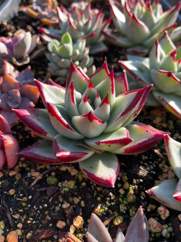 echeveria in light