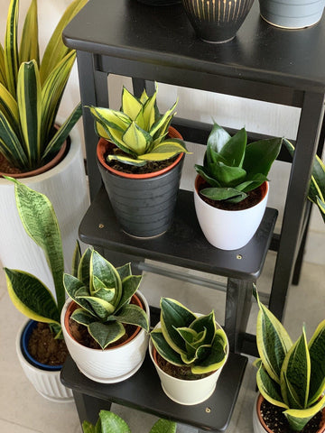 Snake Plant: Benefits, Types, Cautions, and How to Grow
