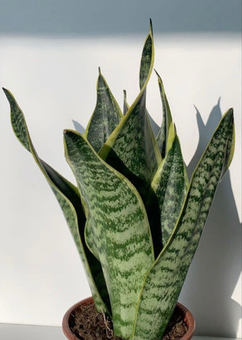 snake plant leaves