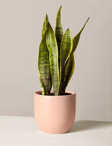 snake plant in a pink pot