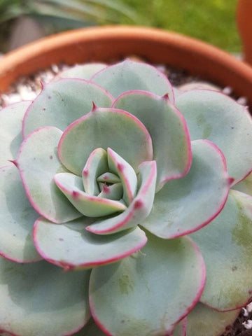 Atlantis Echeveria