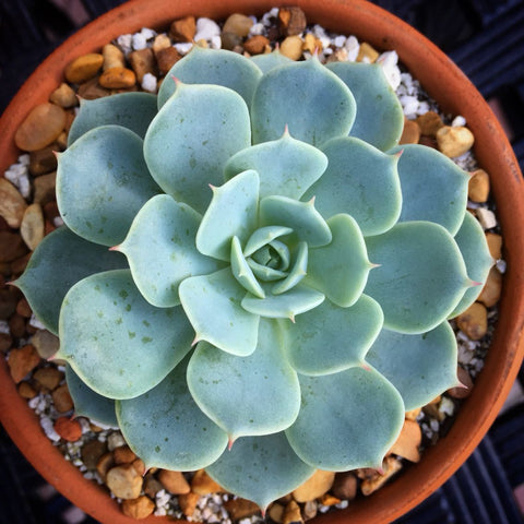 Echeveria Fluer Blanc