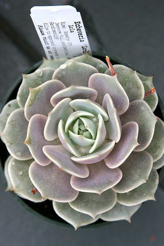 echeveria lola