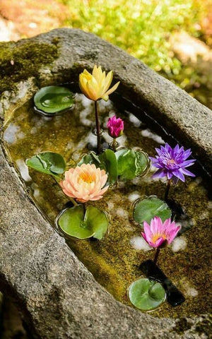 lotus in zen garden