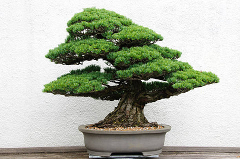 ishigaki bonsai style