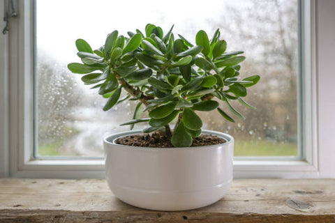 jade plant