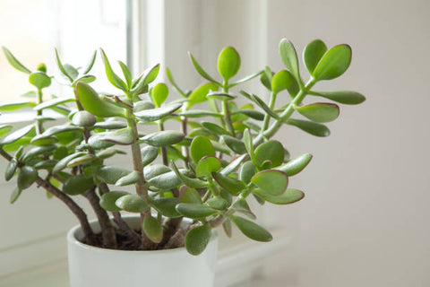 jade plant