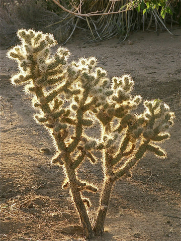 Cholla Cactus