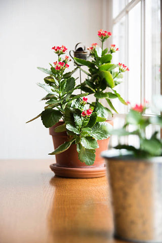 kalanchoe plant