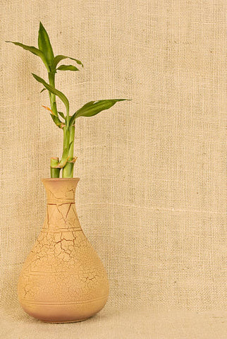 lucky bamboo plant care guide