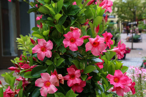  mandevilla plant