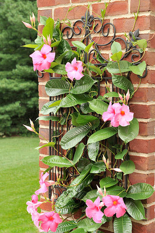  mandevilla plant