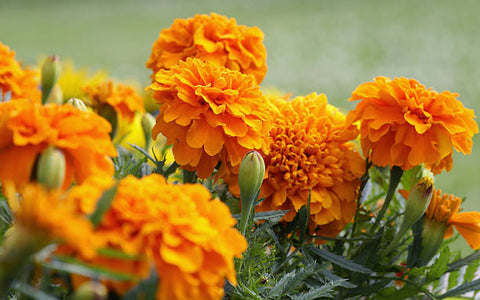 marigold