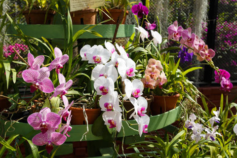 orchids