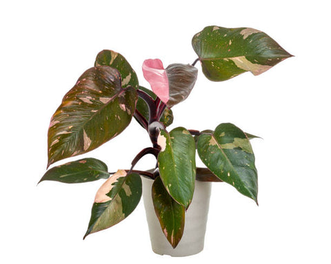 pink philodendron