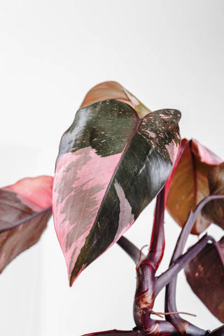 pink philodendron
