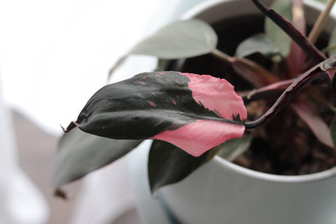 pink philodendron