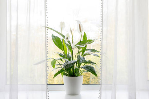 peace lily