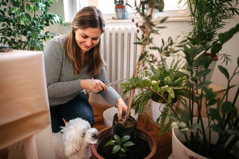 pet and plants