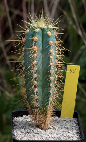 Pilosocereus Cactus