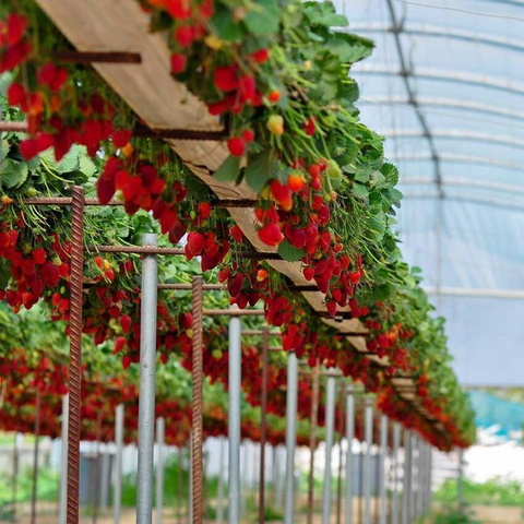 strawberry garden