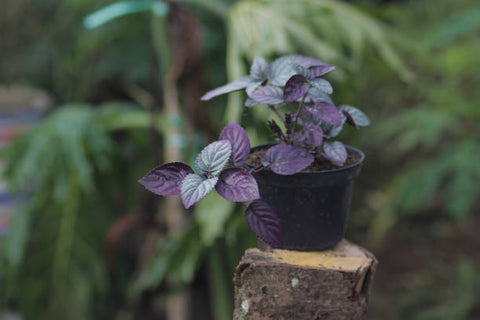 purple waffle plant