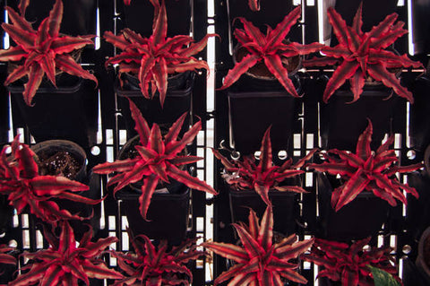 cryptanthus red star 